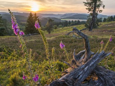 Heidelandschaft in Willingen mit blühendem Fingerhut bei Sonnenuntergang