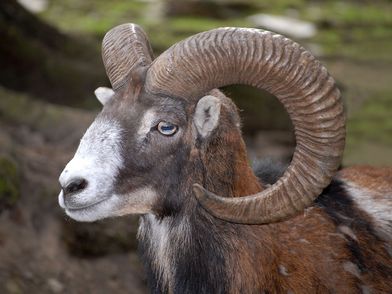 Wildschaf im Wild- und Freizeitpark Willingen 