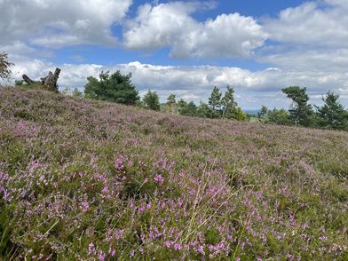Heideblüte am Kahlen Pön